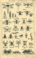 Ancient document invertebrate animal duplex microbes from the book of 1914 picture