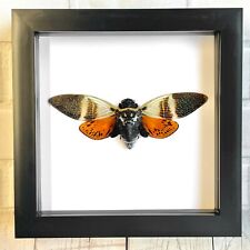 Brown Wing Cicada (Angamiana floridula) Box Frame Display Case Beetle Insect picture