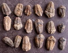 ONE 2 1/4 Inch to 4 1/5 Inch Trilobite Fossil Morocco  picture
