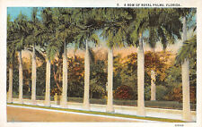 UPICK POSTCARD A Row of Royal Palms Florida Unposted Vintage PC picture