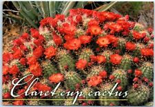 Postcard - Claret Cup Cactus picture