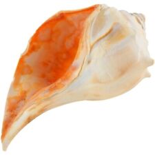 Atlantic Whelk Decorative Shell Left Hand Seashell Table Top Centerpiece 5-6
