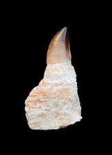Huge rooted Mosasaurus tooth in its root from Morocco, Fossilized Dino tooth picture