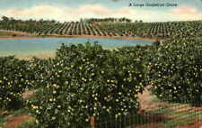 A Large Grapefruit Grove Field Fence Lake Pone Florida FL Vintage Linen Postcard picture