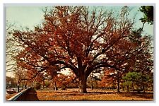 Salem NJ New Jersey Famous Old White Oak Tree Quaker Burial Chrome Postcard picture