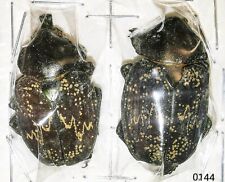 Scarabaeidae Trichinae Golinca bifrons 37mm PAIR A- from FRENCH GUIANA - #0144 picture