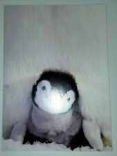 Emperor Penguins Note Card. 5 & 7 In. Colorful Nature.  With Penguin Envelope picture