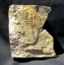 EXTINCTIONS- BEAUTIFUL RARE LOWER CAMBRIAN PAEDUMIAS YORKENSE FROM YORK, PENNA picture