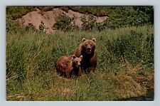 Animals - Alaska Kodiak Bear And Cub In The Wild, Chrome Postcard picture