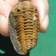Finely Preserved Rare Trilobite Fossil Acastoides verneuili Bolivia picture