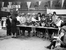 Finalists line up for the judges at a dog show in Brighton 1930 OLD PHOTO picture