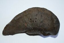 Whale Inner Ear Bone Fossilized Whale Bulla Fossil South Carolina 3