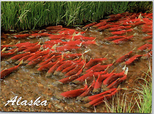 Alaska AK Red Sockeye Salmon Spawn Fish Stream Nature Beauty Vintage Postcard picture