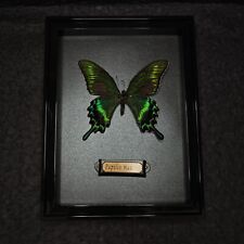 Real Butterfly Specimen Shadow Display Box (Princeps maackii) picture