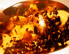 2 Methane Termites with LOTS of Coprolites in Dominican Amber Fossil Gemstone picture