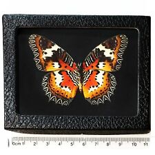 Cethosia hypsea framed BLACK BACKGROUND red white orange black butterfly verso picture