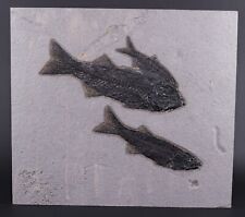 Superb 2 Mioplosus 1 Knightia from Capping Layer Fossil Lake Wyoming WY COA 6022 picture