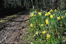 Photo 6x4 Wild daffodils, Taynton Anthony's Cross Wild daffodils (Narciss c2011 picture