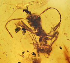 Extinct Large Ant with Stinger, Fossil inclusion in Burmese Amber picture