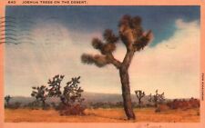 Vintage Postcard 1930 Is Joshua Trees On The Desert Grotesque Shape Plant picture