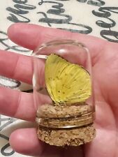 Real Butterfly specimen in a Clear Glass tiny  Cloche By LadybugOddities picture