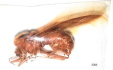 Hymenoptera Formicidae Atta laevigata 18mm+ A1 10pcs from PERU - #2006 picture