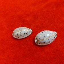 Pair Kwajalein Atoll Lynx Cowry Cypraea 42mm 47mm 1980s Military Estate READ picture