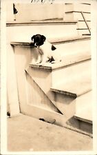 Cute 4 Month Old Puppy on Stairs RPPC Postcard picture