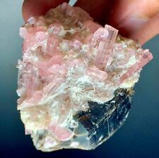 475 Cts Quality Terminated Pink Tourmaline Crystals Bunch Specimen @ Afghanistan picture