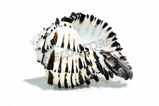 Black Murex Phyllonotus erythrostomu Hermit Crab Sea Shell 5