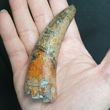 Monster  Big Super Croc Sarcosuchus Rooted Tooth Fossil 10.2cm Cretaceous Era picture