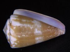 CONUS RATUS: THE FAT SPIRED HAWAIIAN FORM @ 48.9MM WHOPPING SIZE picture