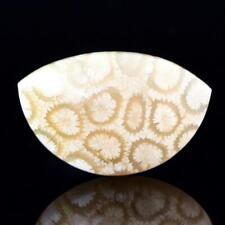 Natural Agatized Fossil Coral Gem Cabochon with Flower Pattern Indonesia 4.40 g picture