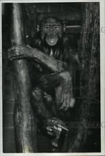 1989 Press Photo Milwaukee County Zoo Bonobo Enjoying the Day in a Tree picture