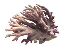 Vintage Natural Purple Coral 4