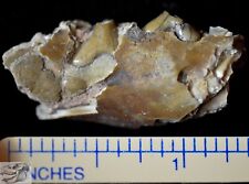 Rare Juvenile Dog Jaw Section, Cynodictis gregarious, Fossil, Oligocene SD, K324 picture