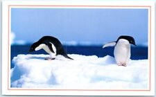 Postcard - Adelie penguins contemplated frigid Antarctic waters picture