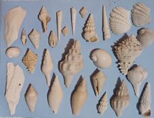 Florida Fossil Shell Extinct Lot Miter, Cerith, Pyrazus Near Full Aperature FS39 picture
