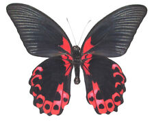 Papilio rumanzovia ONE REAL BUTTERFLY RED BLACK PHILIPPINES WINGS CLOSED picture
