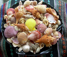 3 lbs. Mixed Seashells Sea Shells Crafts Decorating Collectible Lot   picture