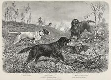 Dog Gordon Setter (All Named) & Pointers Hunting, Large 1880s Antique Print picture