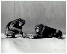 1981 Original Photo bonobo pygmy chimpanzees on exhibit at San Diego Zoo picture