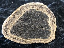 Petrified Oncolite Stromatolite Cyanobacteria Chihuahua, Mexico Cretaceous 2.5” picture