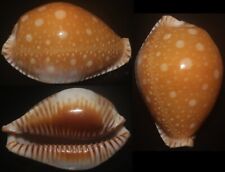 Tonyshells Seashells Cypraea guttata SUPERB GREAT SPOTTED COWRIE 55mm Gem superb picture