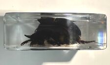 44mm Real Dung Beetle w/ Horn in Clear Lucite Resin Science Education Specimen picture