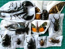 10 Real Beetle Insects Bugs Dried Moth Dead Taxidermy Butterflies Oddities Decor picture