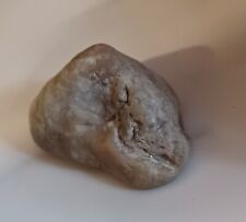 Petrified Dinosaur Snake Head Fossil Fossilized Mineral Agate Reptile Carnivore picture