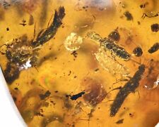 Six Oxytelus batiuculus (Rove Beetle), Fossil inclusion in Burmese Amber picture