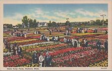 Postcard Nelis Tulip Farm Holland MI  picture