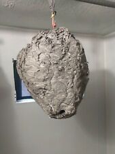Large Natural Paper Wasp Bald face Bee Hornet Hive Branch Taxidermy Nest 36